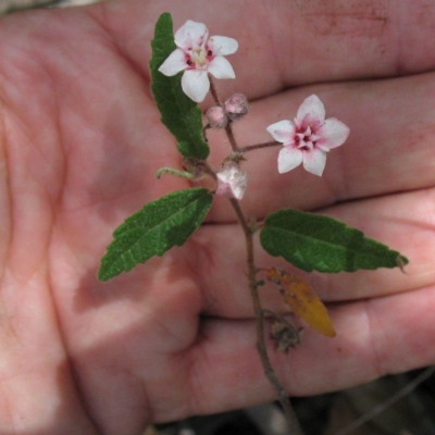 Commersonia sp.