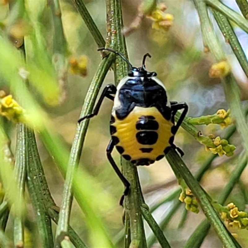 Commius elegans