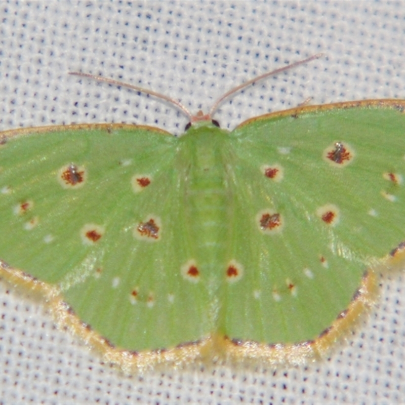 Comostola laesaria