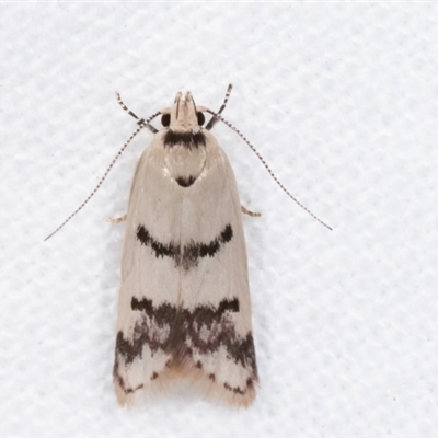 Compsotropha strophiella