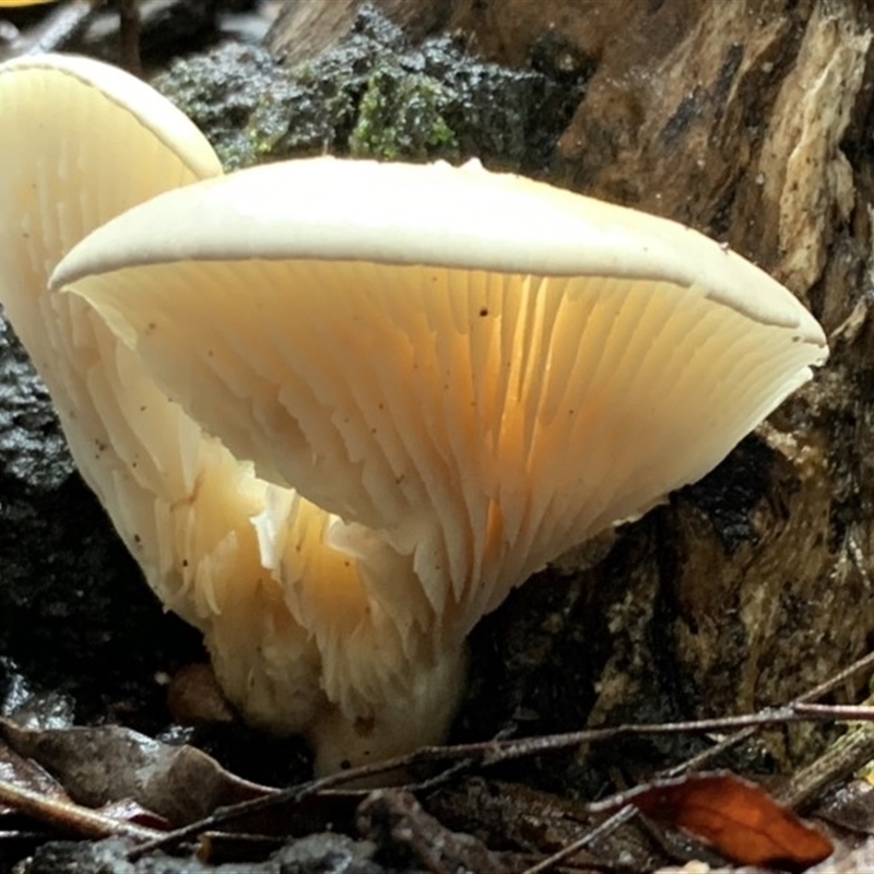 Conchomyces sp.