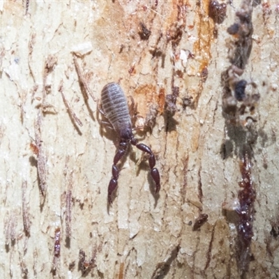 Pseudoscorpiones — Wikipédia