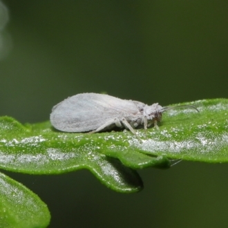 Coniopterygidae (family)