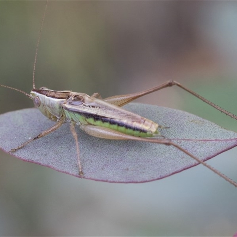 Conocephalus semivittatus