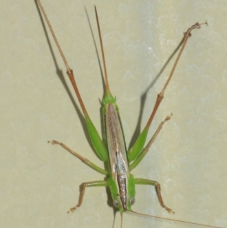 Conocephalus sp. (genus)
