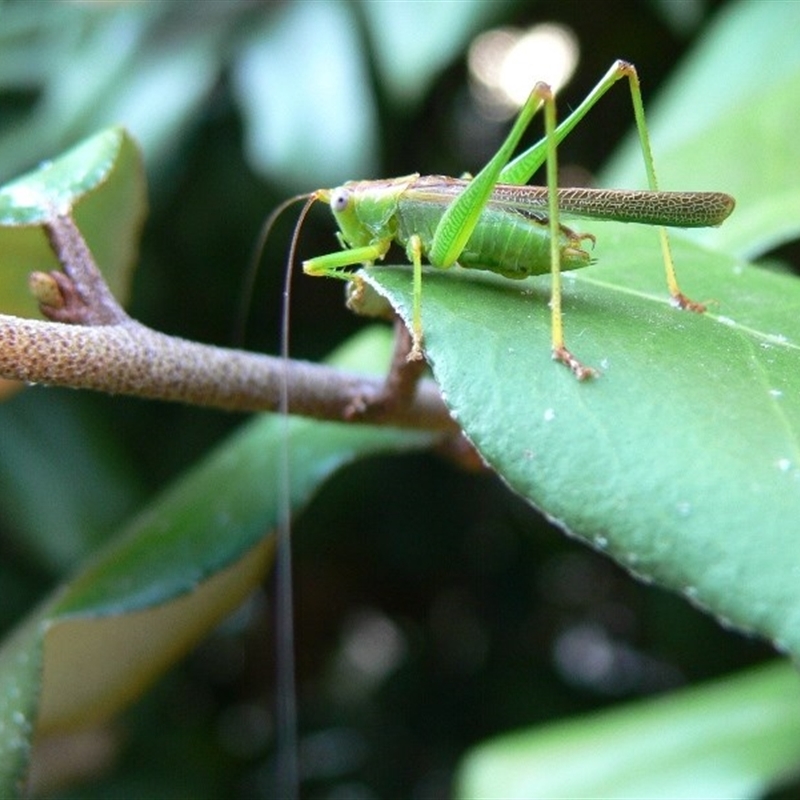 Conocephalus upoluensis