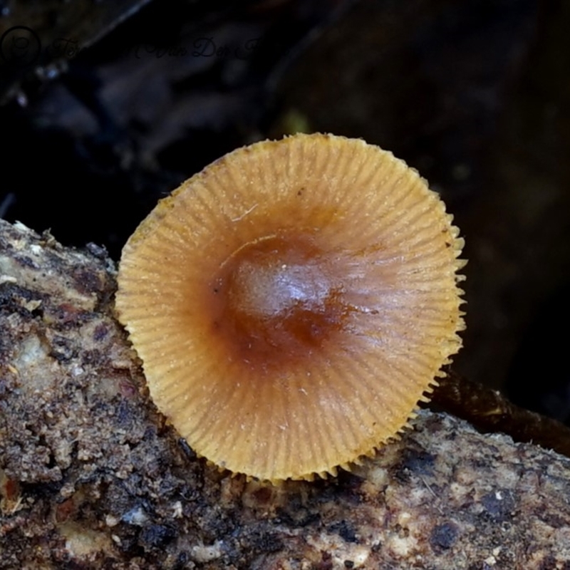 Conocybe filaris