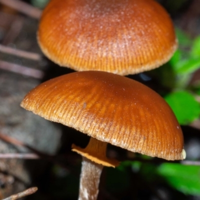 Conocybe filaris