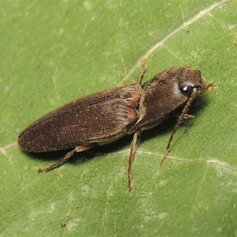 Monocrepidius (genus)