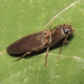 Conoderus sp. (genus)