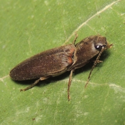 Monocrepidus sp. (genus)