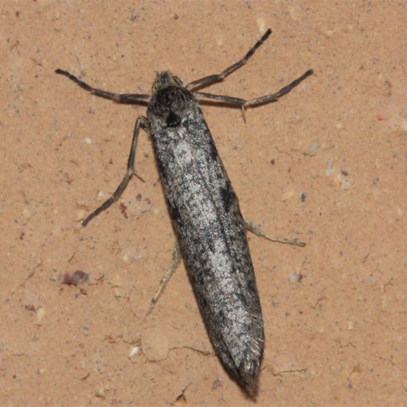 Conoeca guildingi