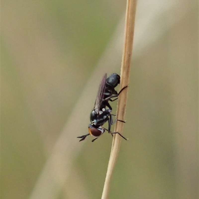 Conopidae (family)