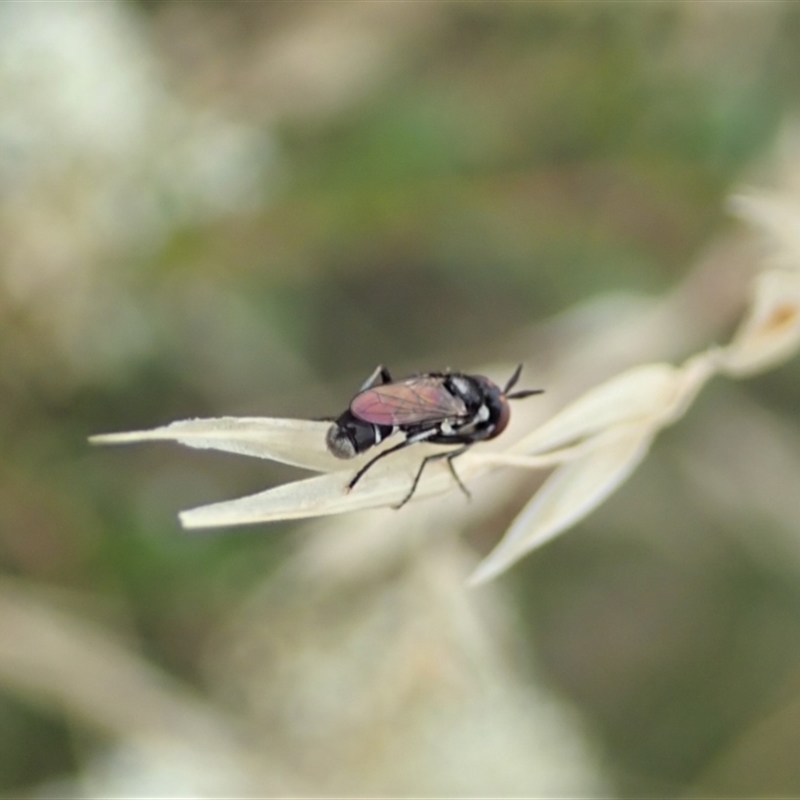 Conopidae (family)