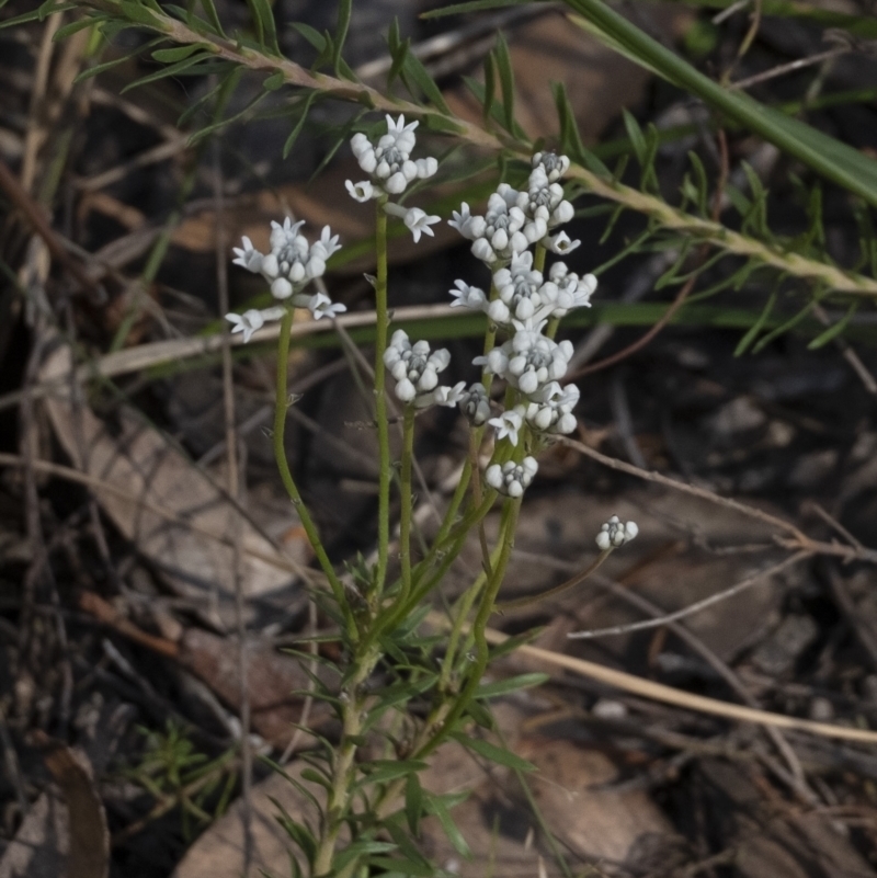 Conospermum ellipticum