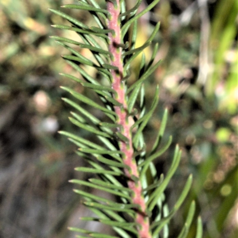 Conospermum ericifolium