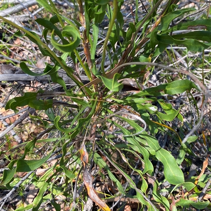 Conospermum longifolium subsp. longifolium