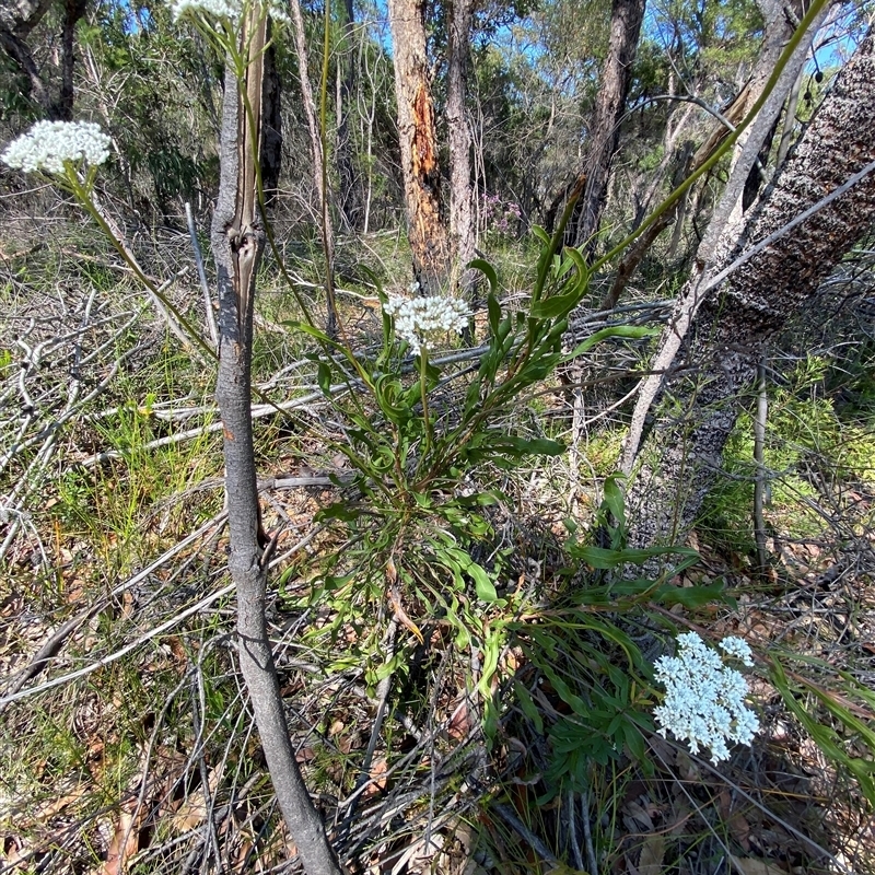 Conospermum longifolium subsp. longifolium