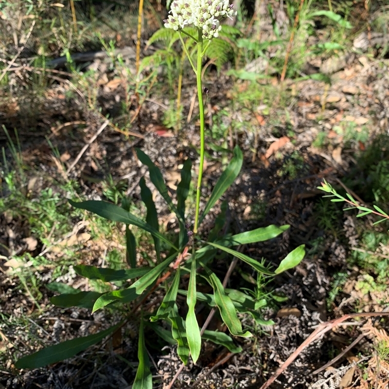 Conospermum longifolium subsp. longifolium