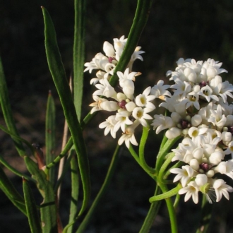 Conospermum longifolium