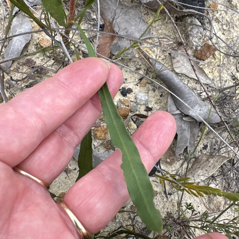 Conospermum longifolium subsp. mediale