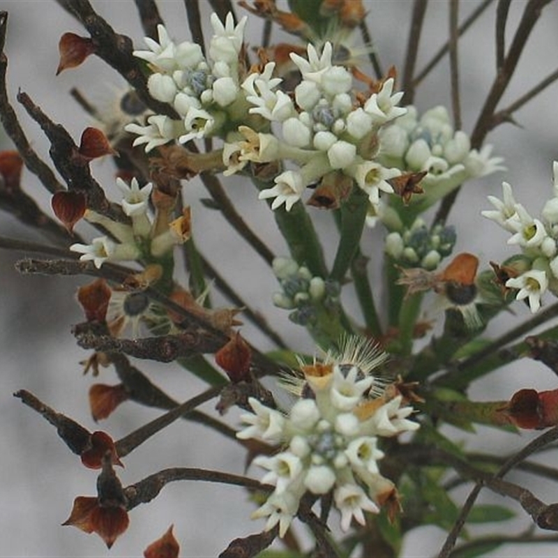 Conospermum taxifolium