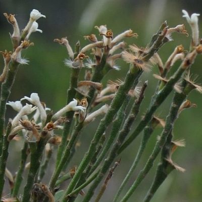 Conospermum taxifolium