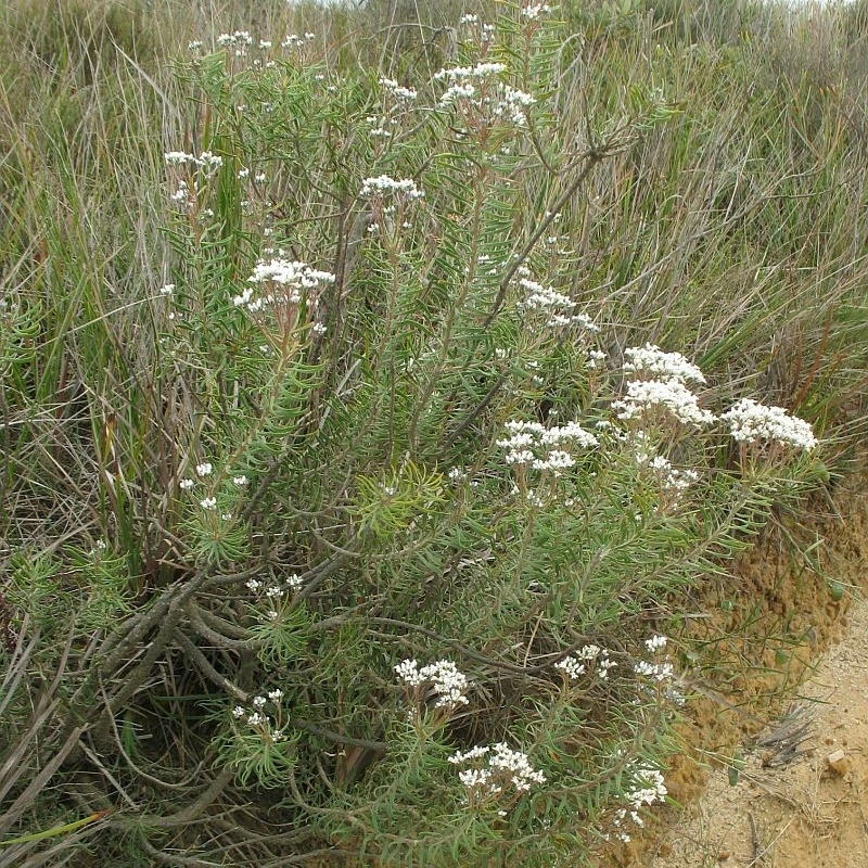 Conospermum taxifolium