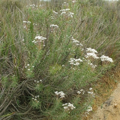 Jackie Miles, Green Cape heath