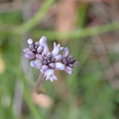 Conospermum tenuifolium