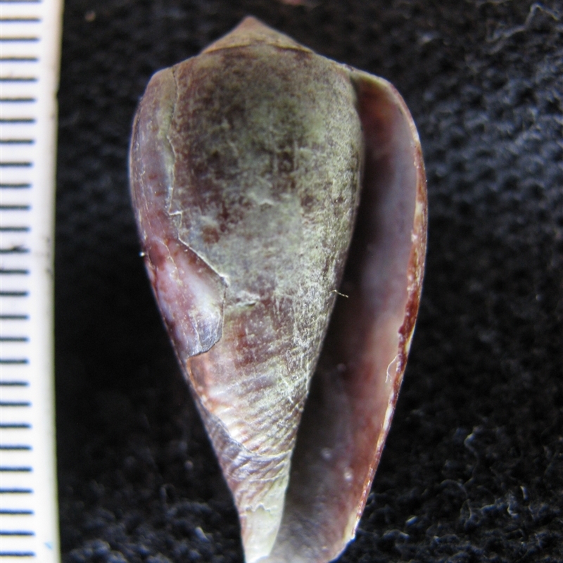 Conus anemone