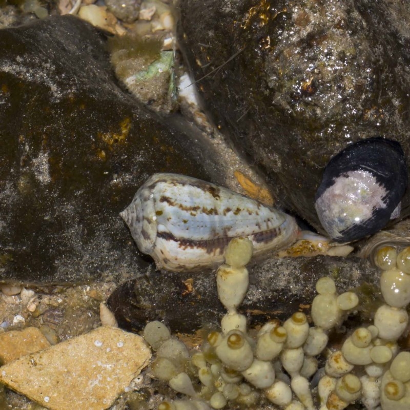 Conus anemone