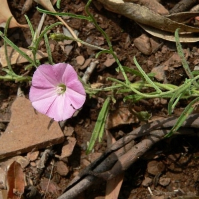 Convolvulus angustissimus