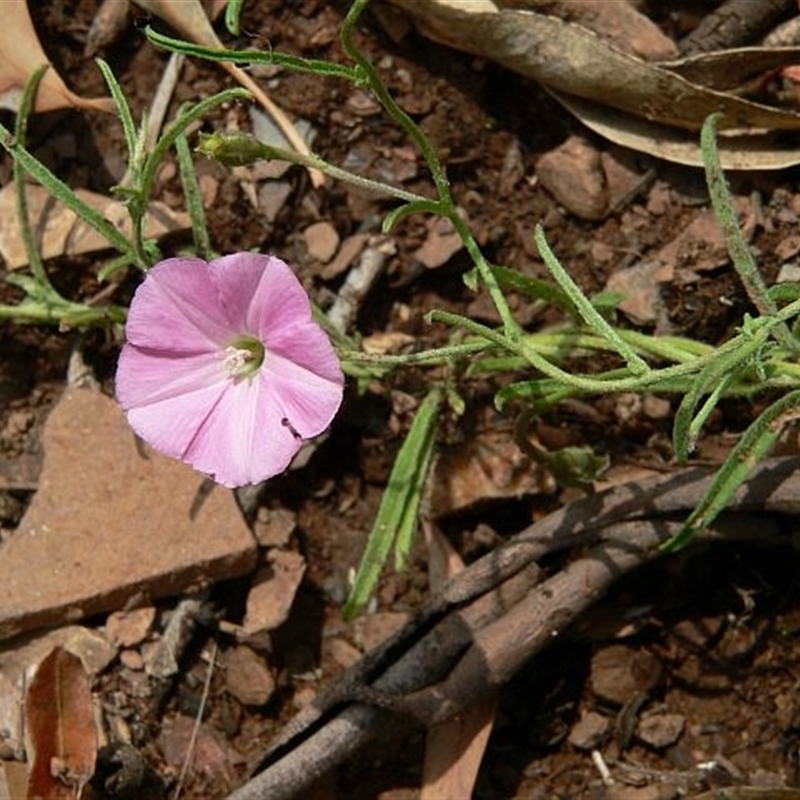 Convolvulus angustissimus