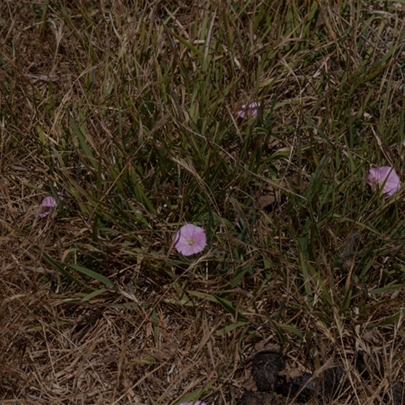 Convolvulus angustissimus