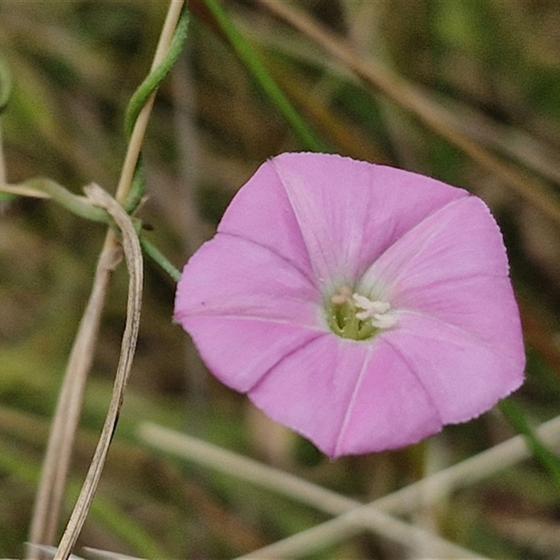 Convolvulus angustissimus subsp. angustissimus