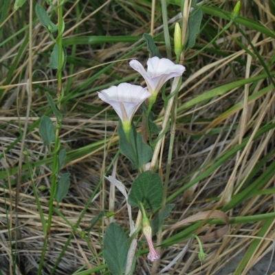 Convolvulus arvensis