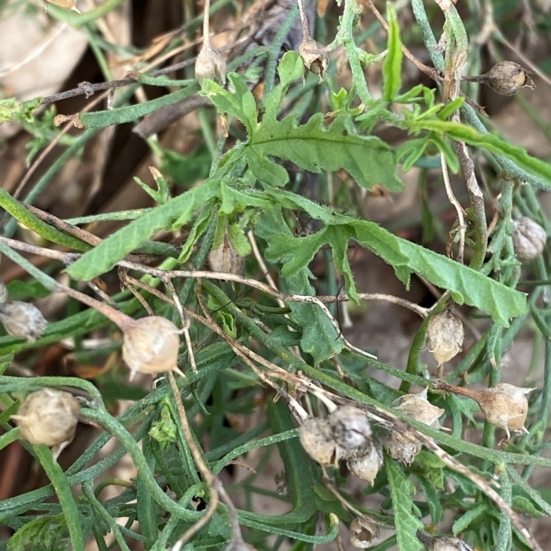 Convolvulus erubescens