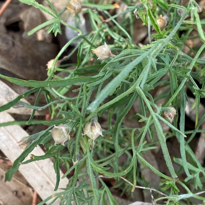 Convolvulus erubescens