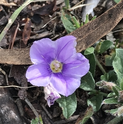 Convolvulus sabatius