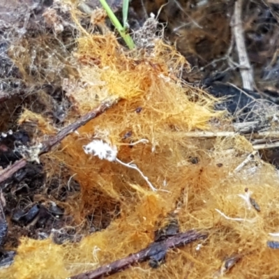 Coprinellus (Ozonium state)