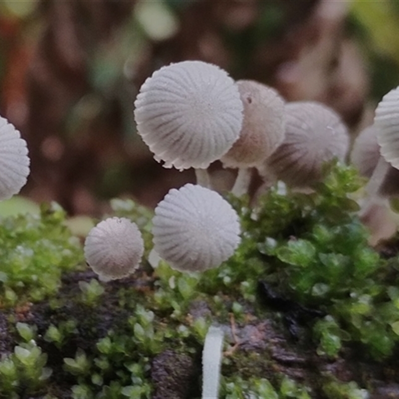 Coprinellus disseminatus