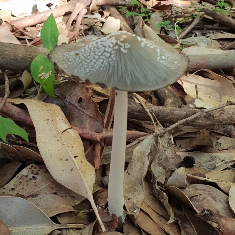 Coprinellus flocculosus