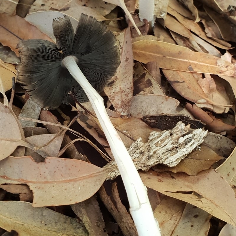 Coprinellus flocculosus