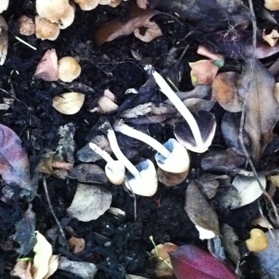 Coprinellus micaceus group