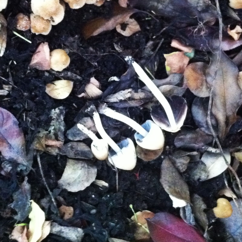 Coprinellus micaceus group