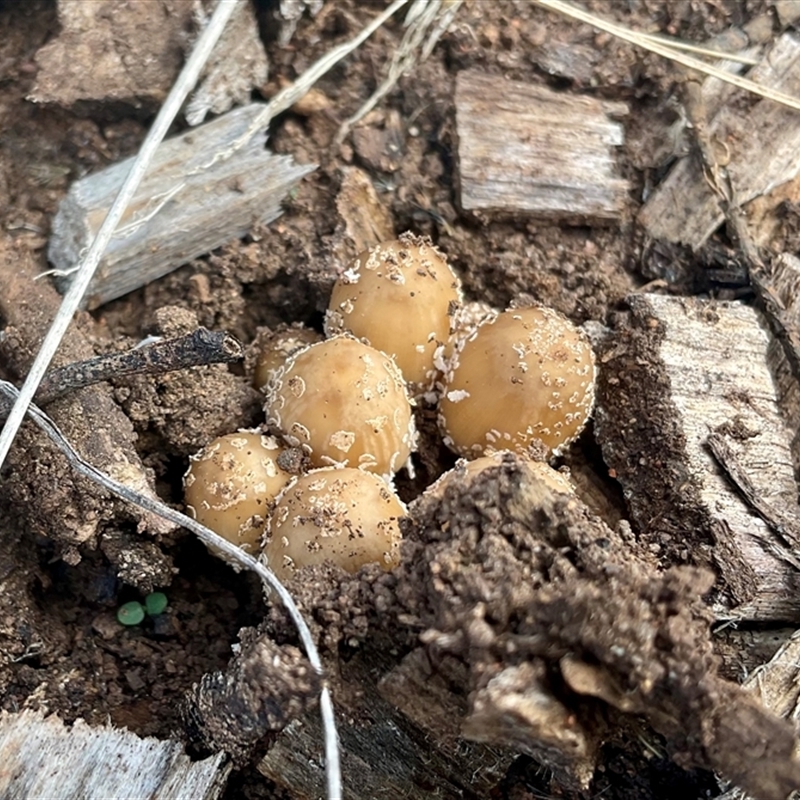 Coprinellus micaceus group