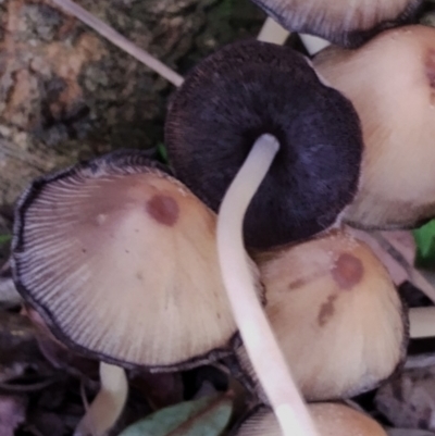 Coprinellus micaceus/truncorum