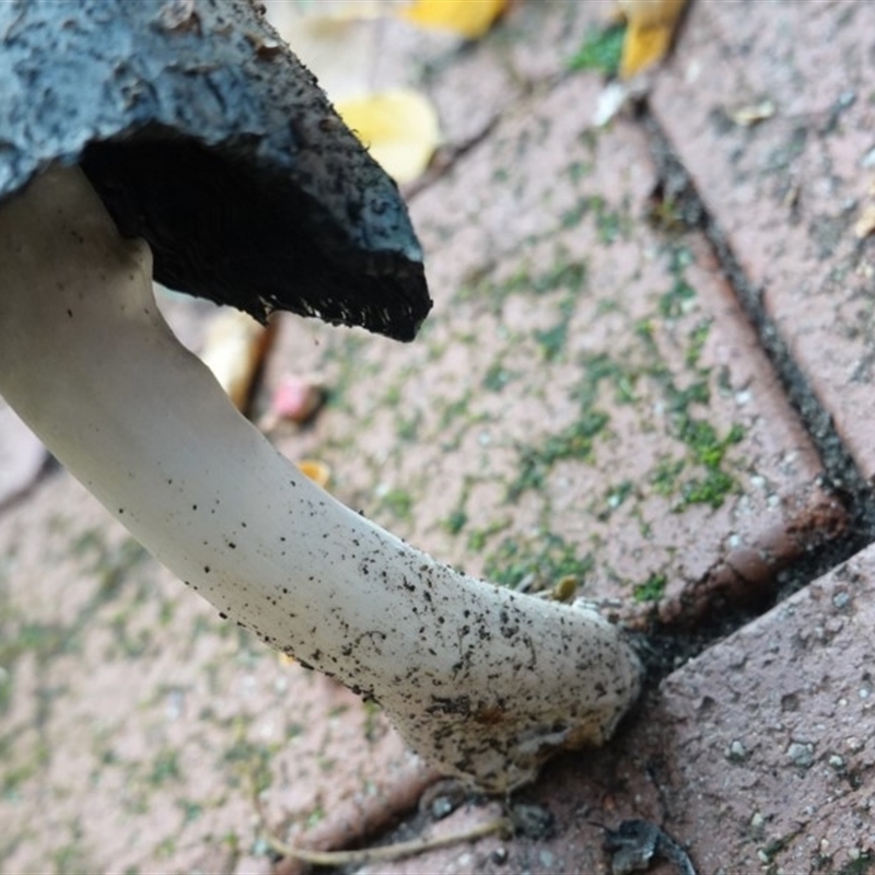 Coprinus sp.