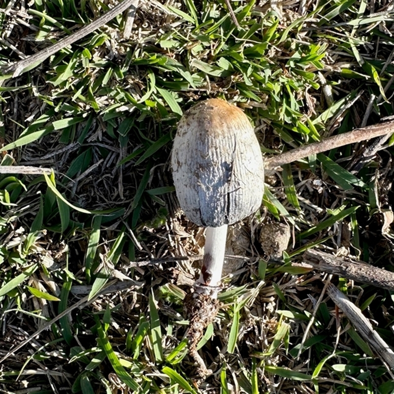 Coprinus sp.